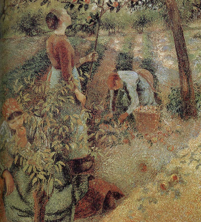 woman picking apples